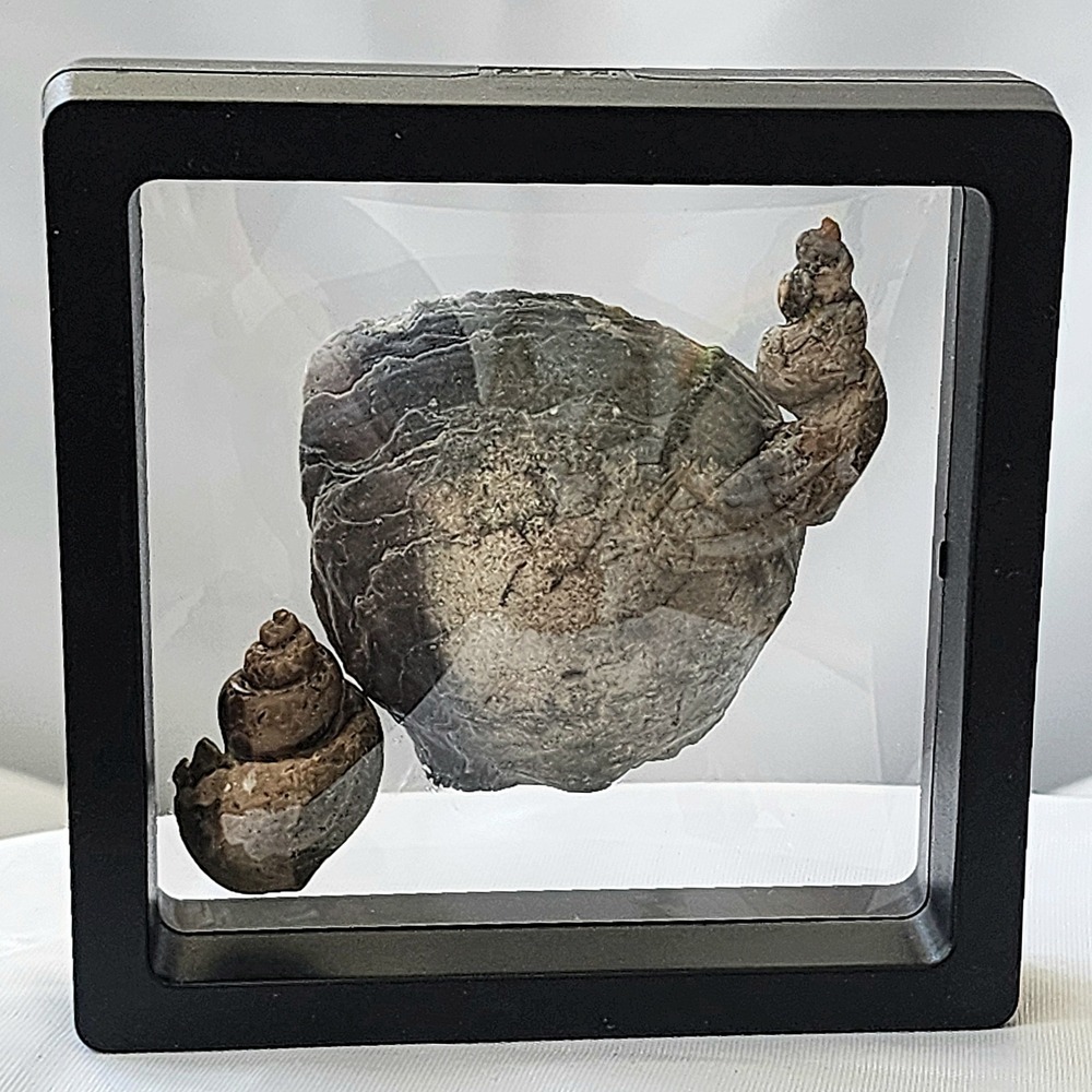 Sea Snail And Mollusk Clam Cretaceous Fossil Display North‎ Mississippi New Find